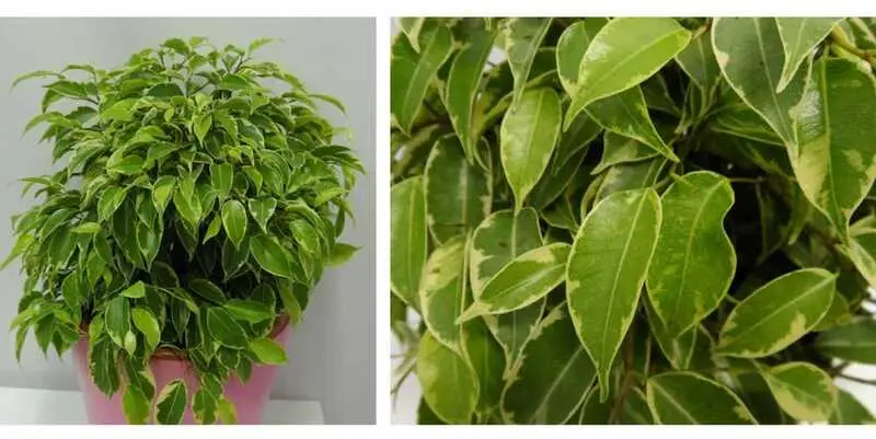 Фикус Бенджамина Кинки 