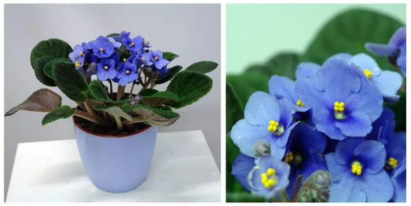 Фиалка Итальянский микс Синяя Д12