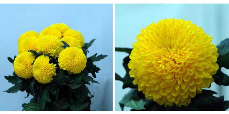 Паладов Солнечный 