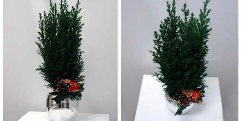 Новогодняя Композиция Кипарис