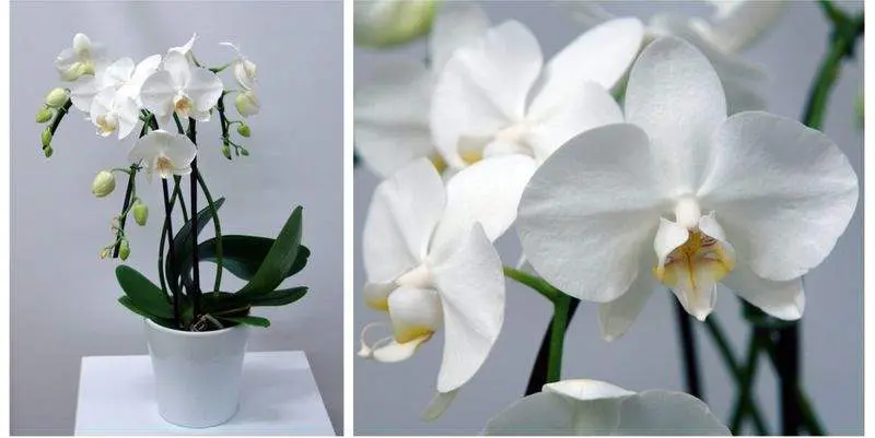 Фаленопсис Каскад Спешл Вайт Д12