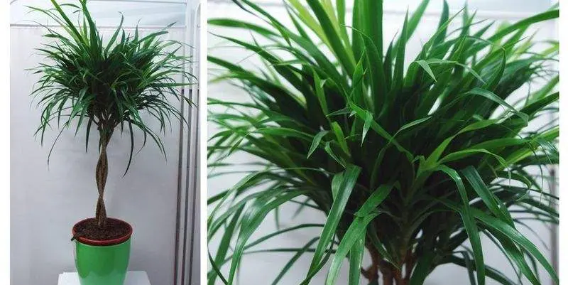 Драцена Рефлекса Брэйдид Д19 Н80