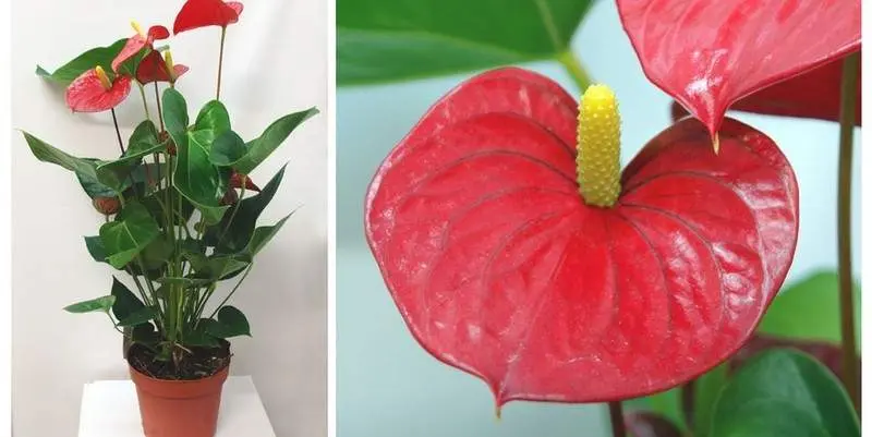 Антуриум Андрианум Вито Д17 Н70