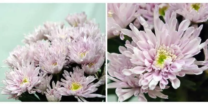 Пинк Критион 