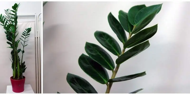 Замиокулькас Д17 Н90