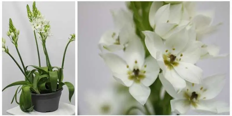 Орнитогалум  Д23 Н45