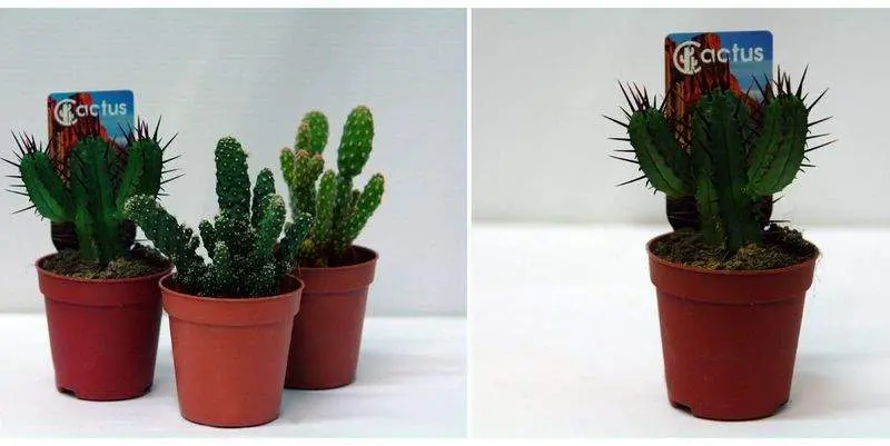 Кактус Бол Д5